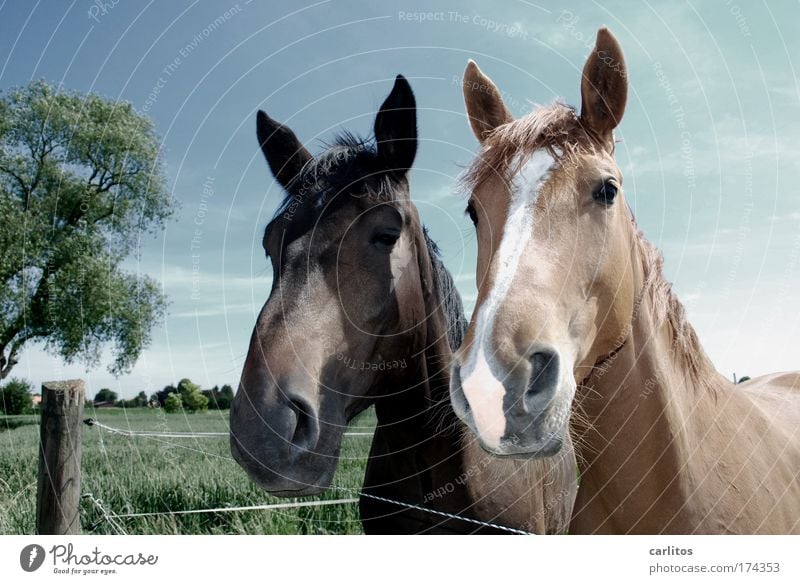 Das doppelte Hottchen Weitwinkel Blick in die Kamera harmonisch Reiten Freiheit Wiese Dorf Pferd Fell 2 Tier beobachten ästhetisch elegant Freundlichkeit