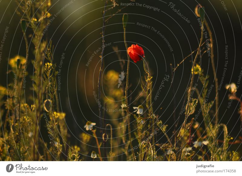 Wiese Farbfoto Außenaufnahme Tag Umwelt Natur Pflanze Gras Blühend Wachstum natürlich schön Glück Romantik Kamille Mohn Abend Warmes Licht Wärme Sommer