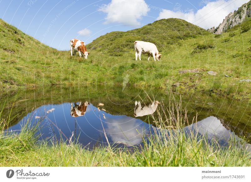 Muuuuuuh Ferien & Urlaub & Reisen Ausflug Sommer Sonne Berge u. Gebirge wandern Umwelt Natur Landschaft Wasser Sonnenlicht Gras Sträucher Wiese Feld Hügel Alpen