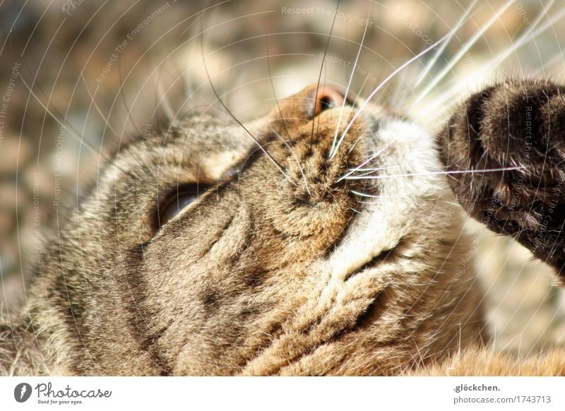 Luna Haustier Katze Tiergesicht Pfote 1 liegen nah natürlich niedlich braun weiß Glück Geborgenheit Erholung Farbfoto Gedeckte Farben Außenaufnahme