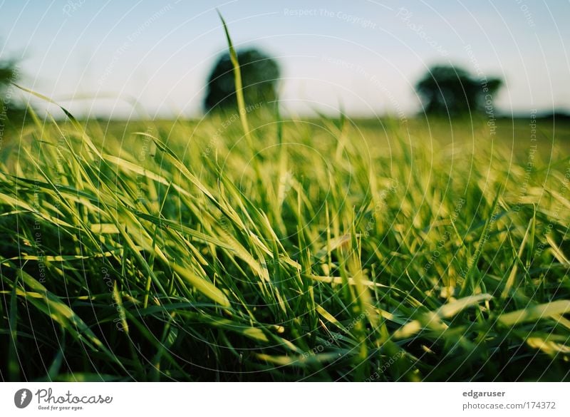 Natur Farbfoto Außenaufnahme Nahaufnahme Detailaufnahme Makroaufnahme Menschenleer Morgen Morgendämmerung Tag Abend Dämmerung Unschärfe Schwache Tiefenschärfe