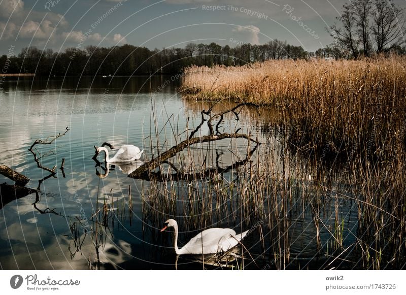 Biotreibstoff Umwelt Natur Landschaft Pflanze Tier Wasser Himmel Wolken Horizont Klima Schönes Wetter Baum Sträucher Röhricht Ast Schwan 2 Tierpaar beobachten