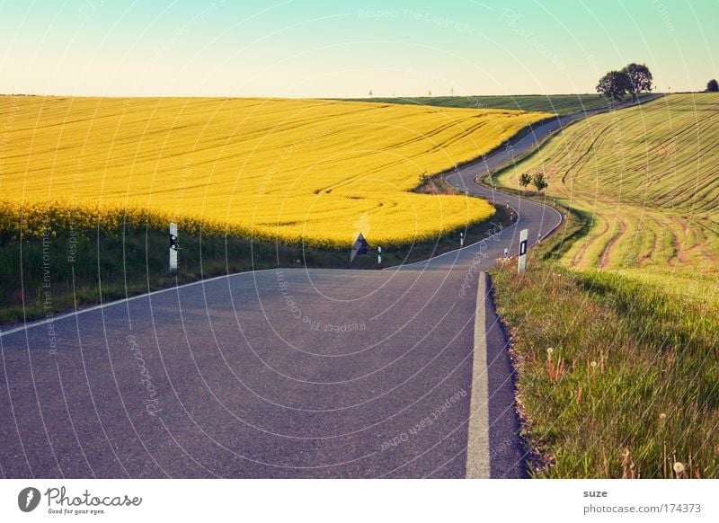 Landstraße Ausflug Umwelt Natur Landschaft Klima Nutzpflanze Rapsfeld Wiese Feld Hügel Verkehr Verkehrswege Straße Wege & Pfade Kurve Asphalt fahren authentisch