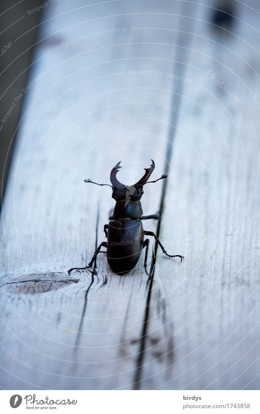 Kampfbereit Wildtier Hirschkäfer 1 Tier Holzbrett kämpfen Blick Aggression authentisch rebellisch Wut grau Tapferkeit Willensstärke Mut Schutz Wachsamkeit