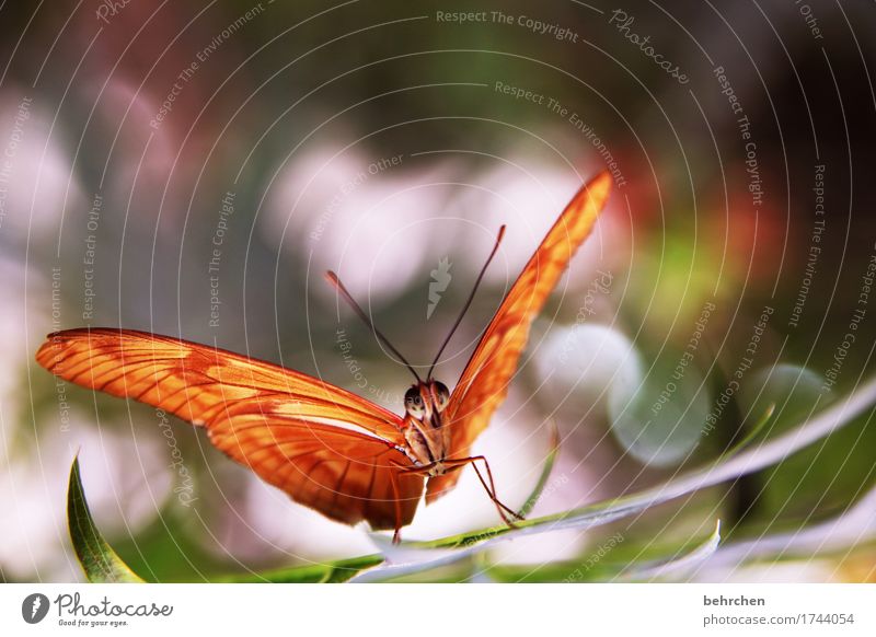 ...nachher Natur Pflanze Tier Baum Sträucher Blatt Garten Park Wiese Wildtier Schmetterling Tiergesicht Flügel Facettenauge Fühler Beine 1 Erholung fliegen