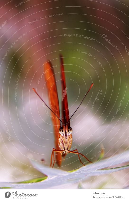 ich kann länger! Natur Pflanze Tier Baum Sträucher Blatt Garten Park Wiese Wildtier Schmetterling Tiergesicht Flügel Beine Fühler Facettenauge 1 beobachten