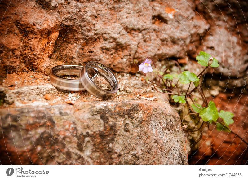 Nahaufnahme von Eheringen auf einer Ziegelsteinwand Pflanze Sommer Blatt Blüte Stein Ring Zusammensein natürlich braun grün violett orange rosa rot Freude Glück