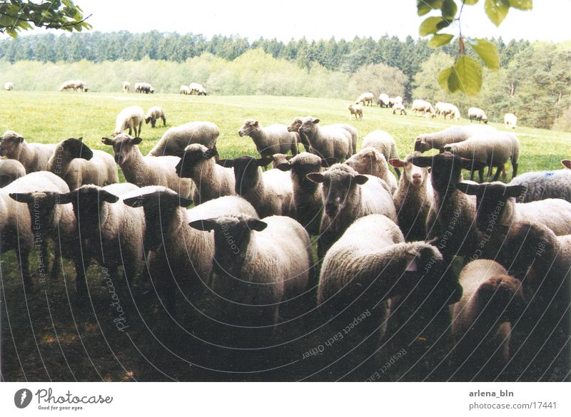 Massenansammlung Schaf Wiese Verkehr