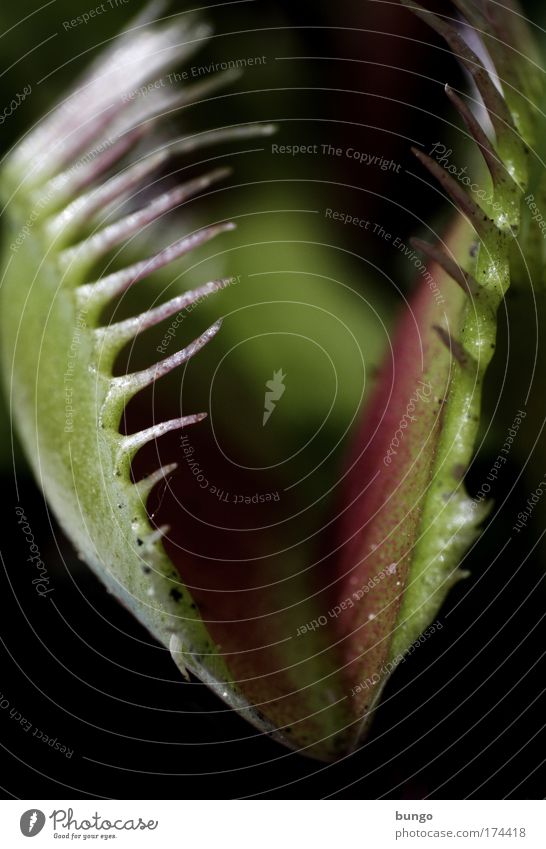abrupta mors Farbfoto Makroaufnahme Schwache Tiefenschärfe Froschperspektive Ernährung Pflanze Topfpflanze exotisch Carnivore fleischfressende Pflanze