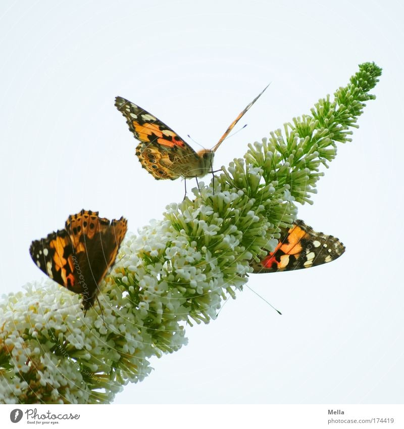 Dreierlei Schmetterling Umwelt Natur Pflanze Tier Frühling Sommer Sträucher Blüte Sommerflieder Park Wildtier Distelfalter 3 Blühend Duft Fressen sitzen