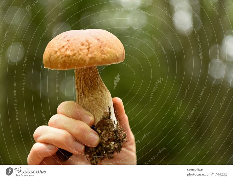 Steinpilz Lebensmittel Steinpilze Pilz Ernährung Mittagessen Picknick Bioprodukte Vegetarische Ernährung Gesunde Ernährung Ferien & Urlaub & Reisen Sommer