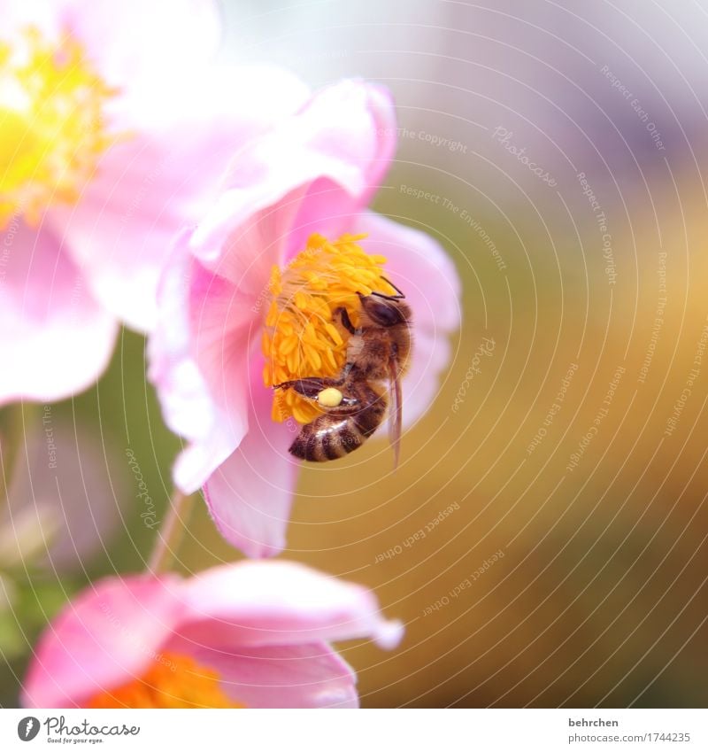 höschen popöschen Natur Pflanze Tier Sommer Schönes Wetter Blume Blatt Blüte Herbstanemone Garten Park Wiese Wildtier Biene Tiergesicht Flügel 1 Blühend Duft