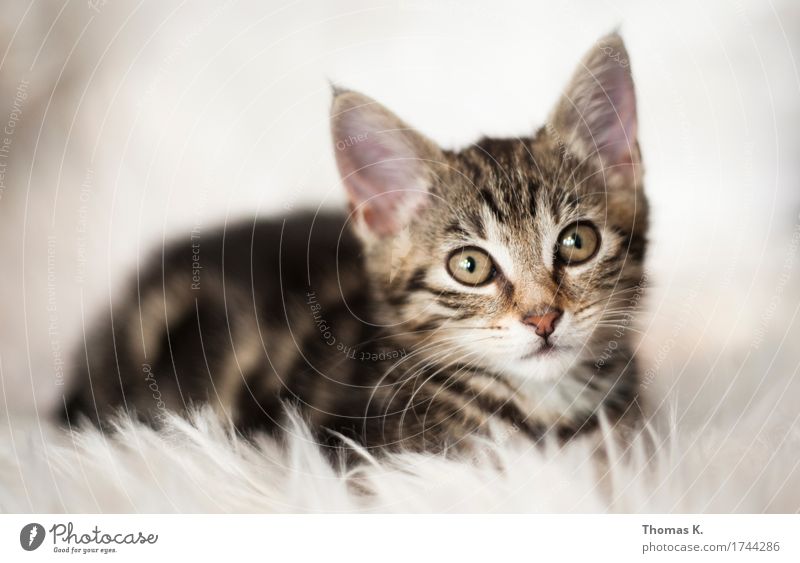 Ein Katzerl am Morgen.. Hauskatze Katzenohr Katzenbaby weich fluffig Fell Tierjunges Katzenauge Haustier Katzenkopf schön süß Schnurren Schnurrhaar 1