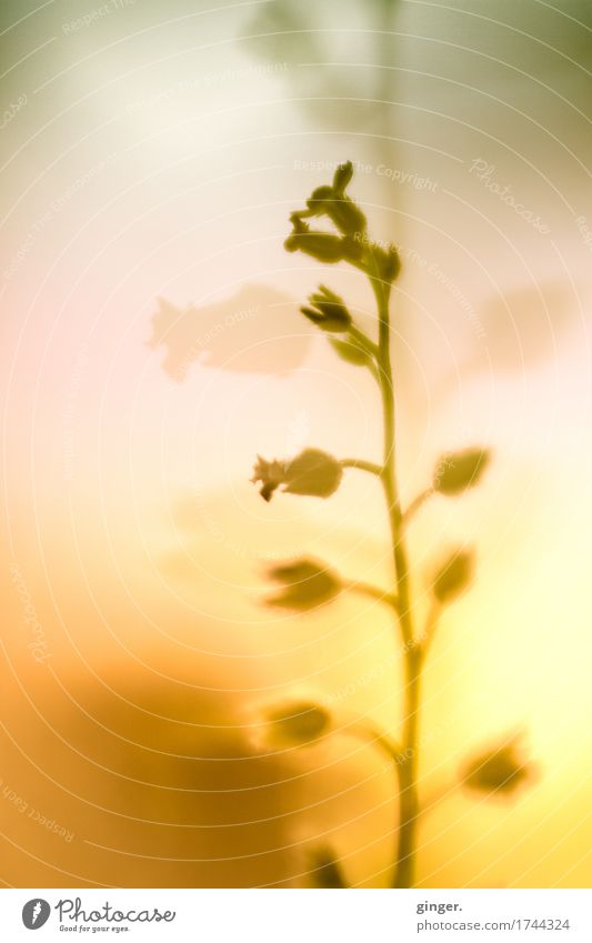 Erwartung (Doppelbelichtung Lensbaby Pflanzen Makro) Natur Schönes Wetter Blume gelb grün orange rosa klein Blüte mehrere leuchten reduziert Verlauf Unschärfe