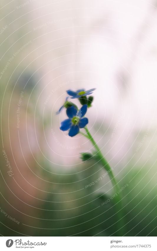 AST9 | Remember (Blumen Lensbaby Makro) Natur Pflanze Blatt Blüte Topfpflanze blau braun mehrfarbig grün rosa Stengel diffus Unschärfe klein zart Farbfoto