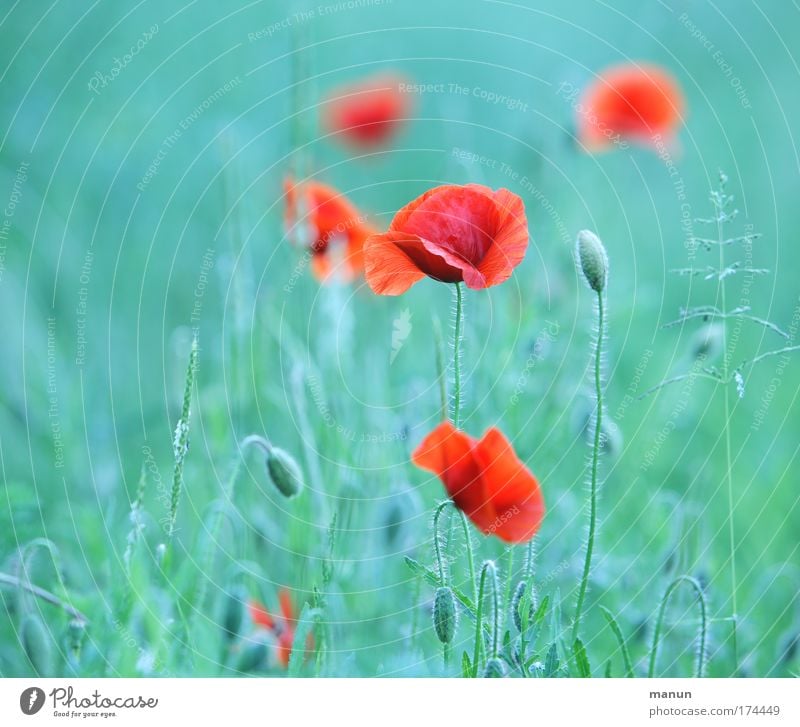 Klatschmohn Farbfoto Außenaufnahme abstrakt Textfreiraum links Textfreiraum rechts Textfreiraum unten Hintergrund neutral Tag Sonnenlicht Schwache Tiefenschärfe