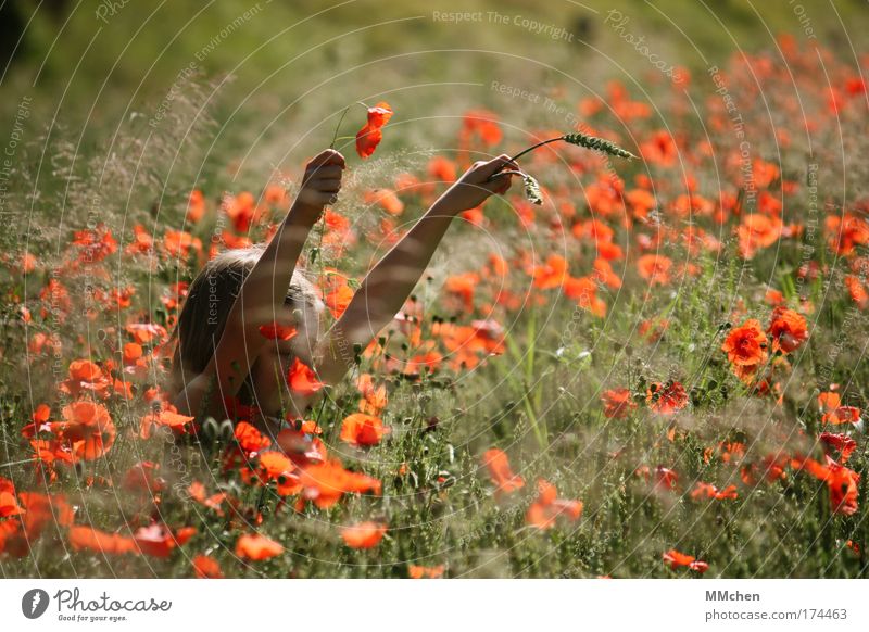 MohnMädchen Farbfoto Außenaufnahme Tag Zufriedenheit Duft Sommer Kind Kindheit Natur Blume Nutzpflanze Feld Fröhlichkeit Glück wild grün rot