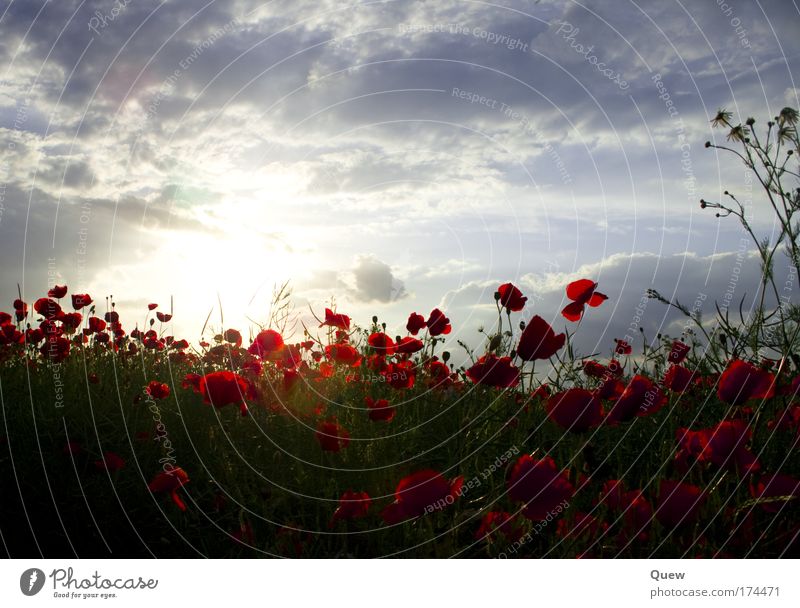 Das Mohnfeld Farbfoto Außenaufnahme Menschenleer Tag Licht Kontrast Sonnenlicht Sonnenstrahlen Sonnenaufgang Sonnenuntergang Gegenlicht Landschaft Pflanze