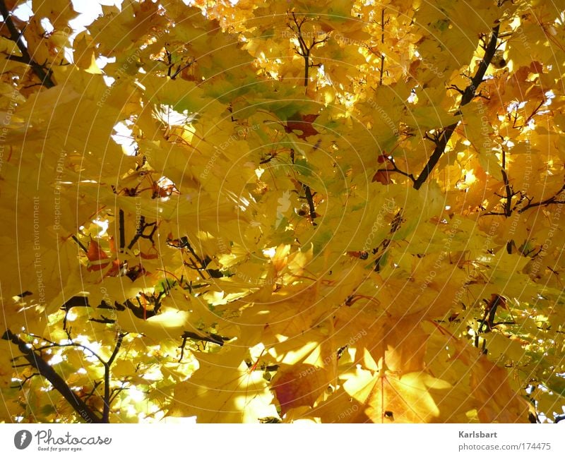 das hängen der kugel während des vorgangs des herbstes. Design ruhig Erntedankfest Umwelt Natur Sonnenlicht Herbst Baum Blatt Ahorn Ahornblatt Park Gold gelb