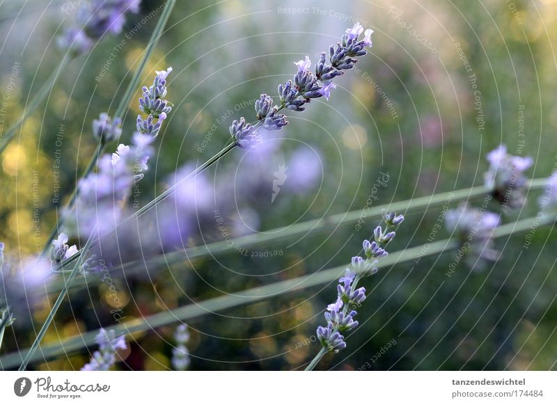 Lavendel Farbfoto Außenaufnahme Natur Pflanze Sommer Duft natürlich grün violett Blume Stengel Blüte Heilpflanzen Tag