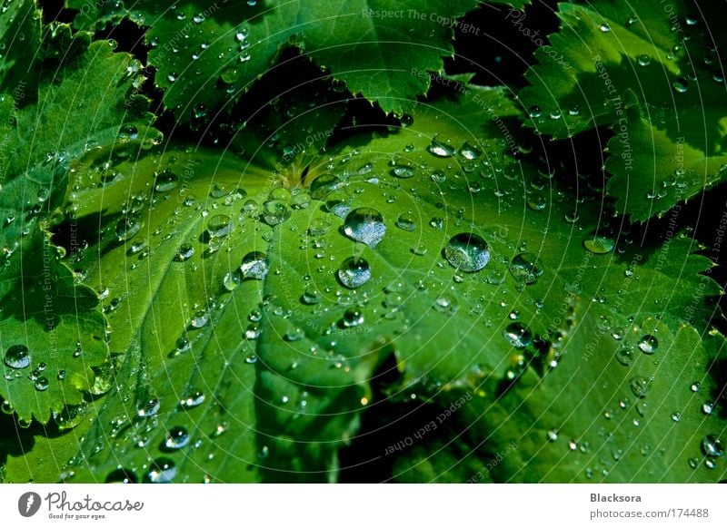 Frauenmantel mit Tropfen Farbfoto Außenaufnahme Nahaufnahme Detailaufnahme Tag Kontrast Reflexion & Spiegelung Sonnenlicht Zentralperspektive Weitwinkel Natur