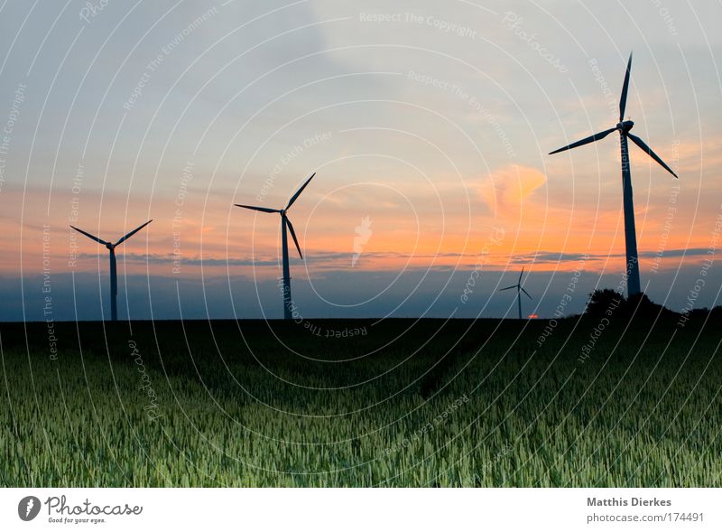 Die dreisten drei Wind Wiese Feld Getreide Sonne Sonnenuntergang Windkraftanlage rot Himmel Romantik Natur Umwelt umweltfreundlich Biologische Landwirtschaft