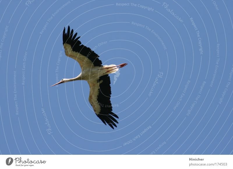 Der Storch Farbfoto Außenaufnahme Luftaufnahme Textfreiraum rechts Hintergrund neutral Tag Sonnenlicht Tier Himmel Wolkenloser Himmel Wildtier Flügel 1 fliegen