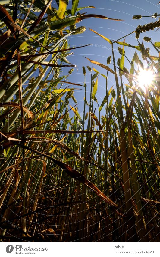 Lichtblick Farbfoto Sonnenstrahlen Gegenlicht Froschperspektive Weitwinkel Lebensmittel Getreide Weizen Bioprodukte Erholung Erntedankfest Feldarbeit