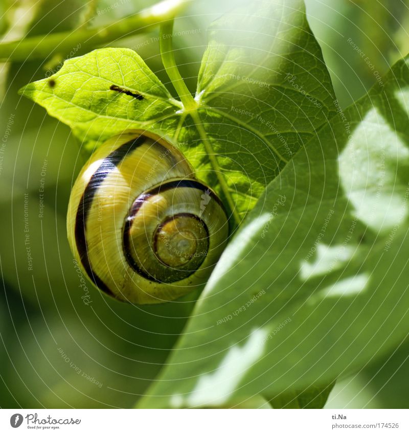 mobiles wohnen im Grünen Farbfoto Außenaufnahme Makroaufnahme Menschenleer Tierporträt Umwelt Natur Landschaft Pflanze Kletterpflanzen Park Wiese Feld Schnecke