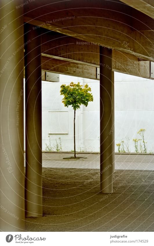 Stadtbegrünung Farbfoto Außenaufnahme Tag Wirtschaft Natur Baum Bauwerk Gebäude Architektur Wachstum zart klein Säule Expo 2000 Hannover Hoffnung