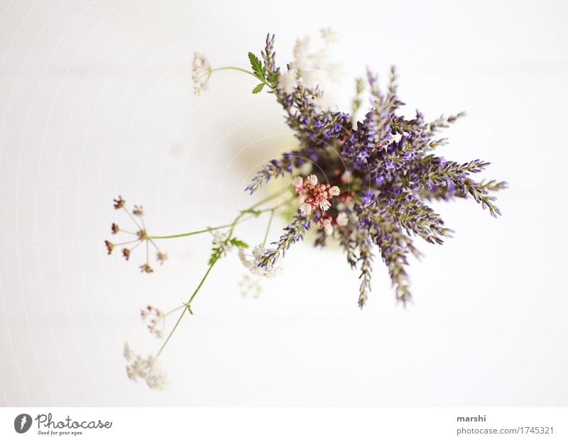 Sommerstrauß Natur Pflanze Blume Blüte Nutzpflanze Garten Wiese Stimmung sommerlich Lavendel Perspektive Vogelperspektive Farbfoto Innenaufnahme Studioaufnahme