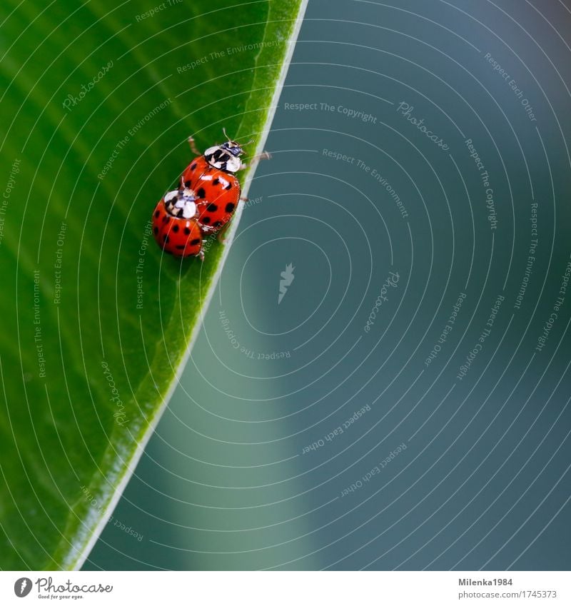 ladybird love Umwelt Natur Pflanze Tier Blatt Garten Park Wildtier 2 Liebe Liebesaffäre Marienkäfer Käfer krabbeln bunt mehrfarbig Glück Zusammensein Farbfoto