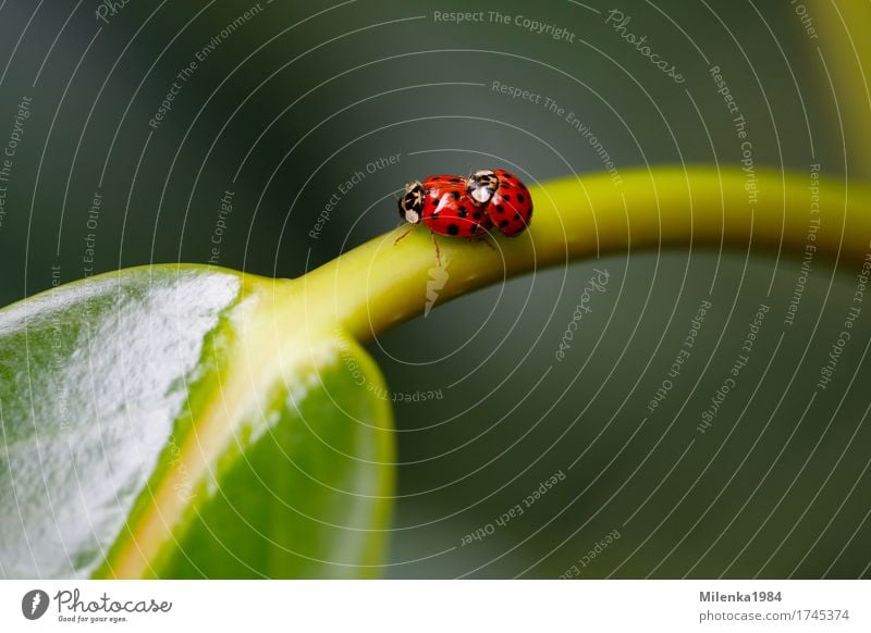 ladybird love Umwelt Natur Pflanze Tier Schönes Wetter Blatt Garten Park Wildtier Käfer Glück Lebensfreude Frühlingsgefühle Sympathie Freundschaft Zusammensein