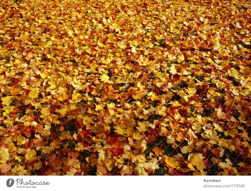 [f]liegender. teppich. Design Teppich Erntedankfest Kindergarten Gartenarbeit Umwelt Natur Sonnenlicht Herbst Schönes Wetter Baum Blatt Wiese frisch verrückt