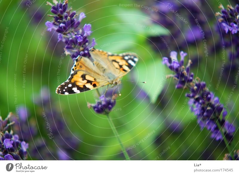 grün-lila-gelb Farbfoto Außenaufnahme Detailaufnahme Makroaufnahme Pflanze Lavendel Schmetterling 1 Tier hocken mehrfarbig violett achtsam Leichtigkeit sitzen