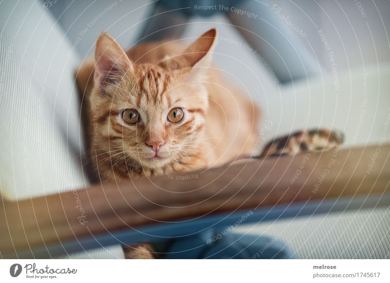 V O R S I C H T geboten ... Tier Haustier Katze Tiergesicht Fell Katzenohr Schnauze 1 Tierjunges Balkonstuhl Polsterung aufmerksamer Blick beobachten entdecken