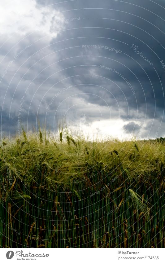 Gewitter über dem Kornfeld Natur Landschaft Wolken Gewitterwolken Unwetter Pflanze Feld bedrohlich dunkel blau grün schwarz Angst Wut Umwelt Farbfoto