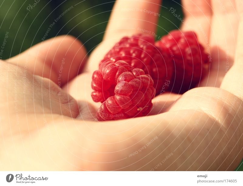 Früchtchen I Farbfoto mehrfarbig Außenaufnahme Nahaufnahme Detailaufnahme Makroaufnahme Tag Schwache Tiefenschärfe Frucht Natur lecker süß rot Himbeeren Hand