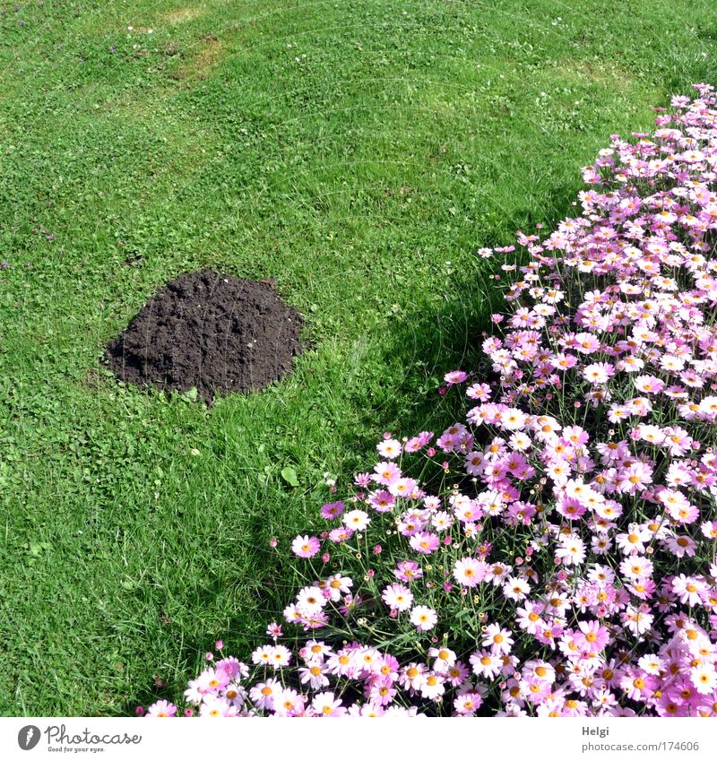 Landschaftsaufnahme mit Blumenbeet von lila Blüten, Wiese und Maulwurfshügel Farbfoto Gedeckte Farben Außenaufnahme Detailaufnahme Menschenleer