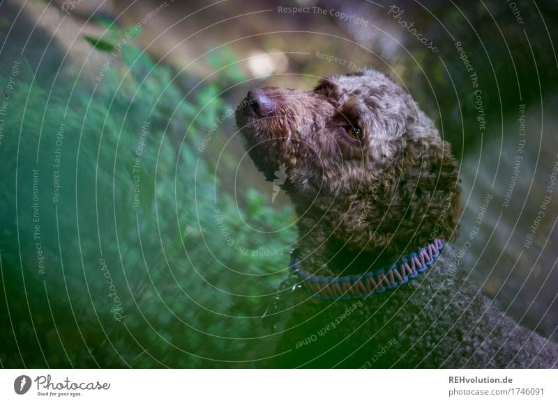 Fritzi Umwelt Natur Landschaft Tier Haustier Hund 1 beobachten warten Tierliebe Wachsamkeit unterwegs Spaziergang Locken braun Halsband Farbfoto Außenaufnahme