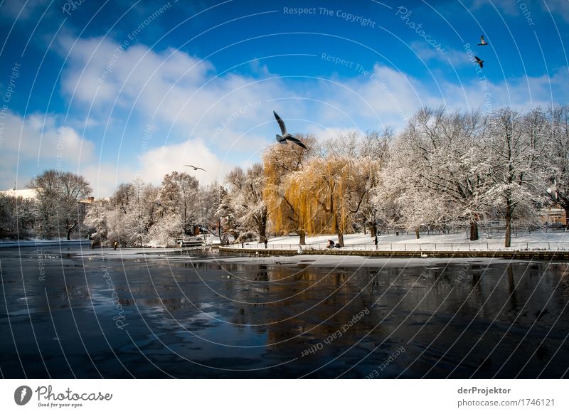 Manchmal ist der Winter schön in Berlin Ferien & Urlaub & Reisen Tourismus Ausflug Abenteuer Freiheit Sightseeing Städtereise wandern Umwelt Landschaft Pflanze