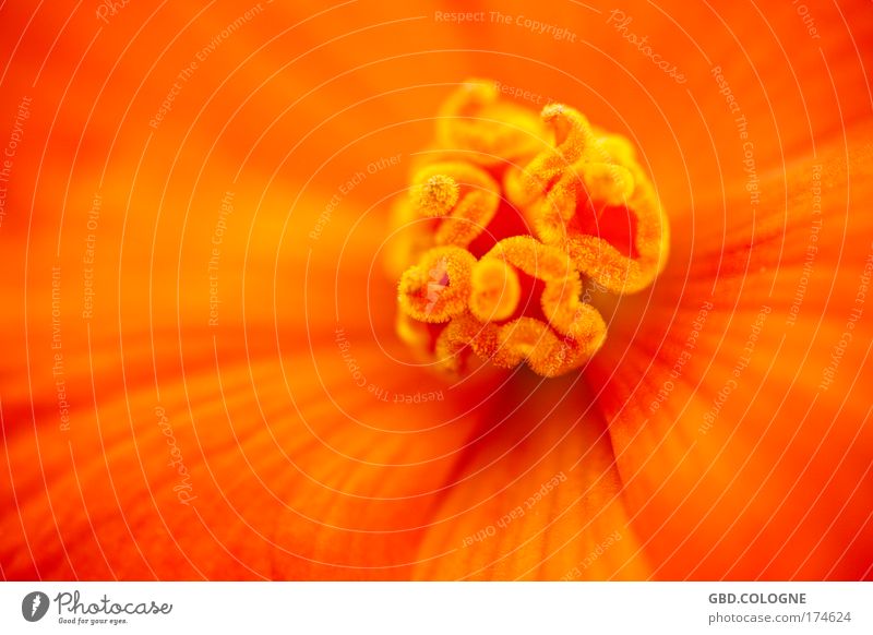 Blumische Schönheit Umwelt Natur Pflanze Frühling Sommer Blume ästhetisch außergewöhnlich Duft exotisch schön natürlich rot Blütenstempel orange Hintergrundbild