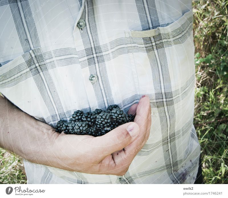 Lieblingsbeeren Mann Erwachsene Hand Oberkörper Unterarm Daumen 1 Mensch 45-60 Jahre Umwelt Sommer Wildpflanze Brombeeren Gesundheit glänzend viele festhalten