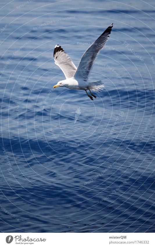 fly away. Kunst Umwelt Natur ästhetisch Möwe Möwenvögel fliegen Sommerurlaub sommerlich leicht Meer blau Wasseroberfläche Farbfoto mehrfarbig Außenaufnahme