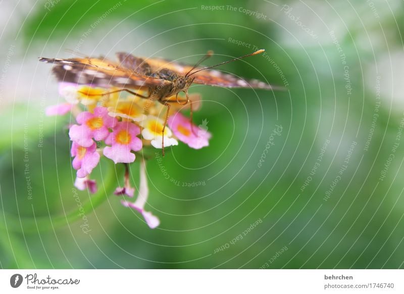 blühender sitzplatz Natur Pflanze Tier Sommer Schönes Wetter Blume Blatt Blüte Garten Park Wiese Wildtier Schmetterling Tiergesicht Flügel 1 beobachten Blühend