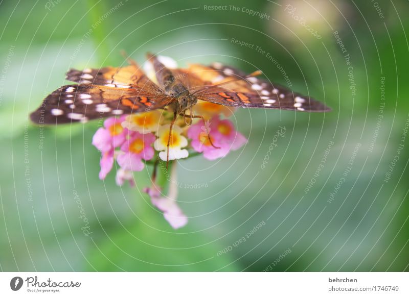 tragflächen Natur Pflanze Tier Sommer Blume Blatt Blüte Garten Park Wiese Wildtier Schmetterling Tiergesicht Flügel Facettenauge Beine Fühler 1 beobachten