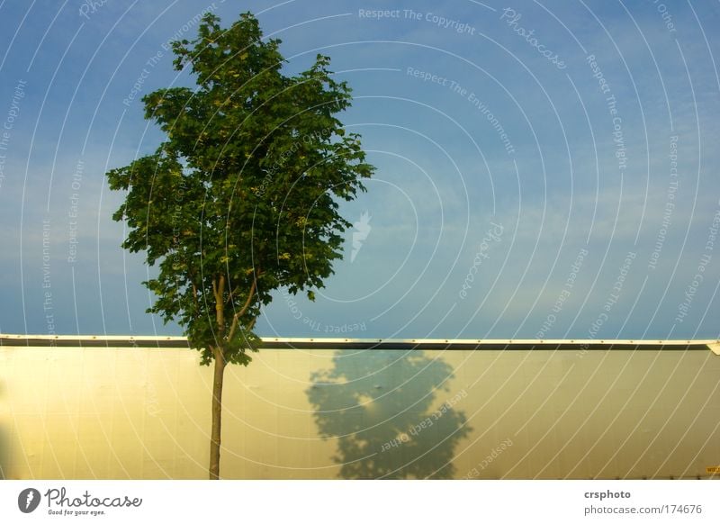 Wenn Bäume mit LKW`s kuscheln... Himmel Baum Blatt Verkehrsmittel Güterverkehr & Logistik Straßenverkehr Lastwagen Metall Zeichen schön blau gold ruhig Farbfoto