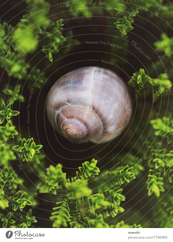 Traumhaus im Grünen Natur Pflanze Tier Sträucher Garten 1 Gefühle Schnecke Schneckenhaus Meinung Perspektive Farbfoto Außenaufnahme Nahaufnahme Detailaufnahme