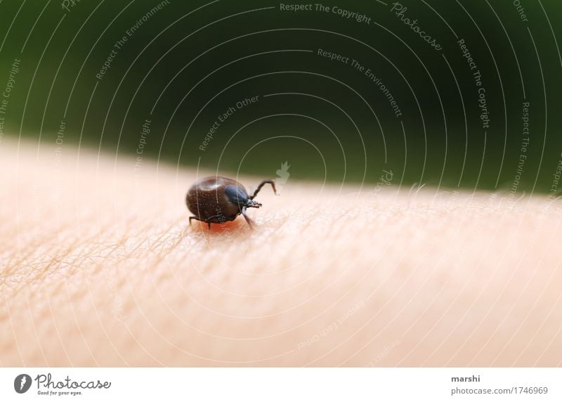 Zecke Natur Tier 1 Gefühle Stimmung Insel Ekel bedrohlich Sommer Haut beißen fettgesaugt gefährlich Biss Gesundheit Krankheit klein saugen Farbfoto