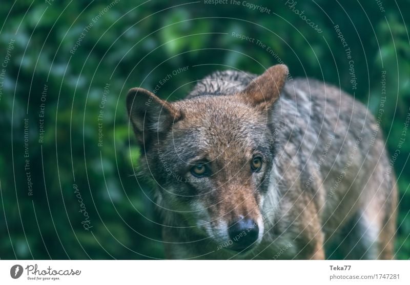 Wolf #2 Stil Umwelt Natur Landschaft Pflanze Tier Wildtier Tiergesicht Zoo 1 Gefühle Kraft Farbfoto Außenaufnahme Menschenleer Dämmerung Tierporträt